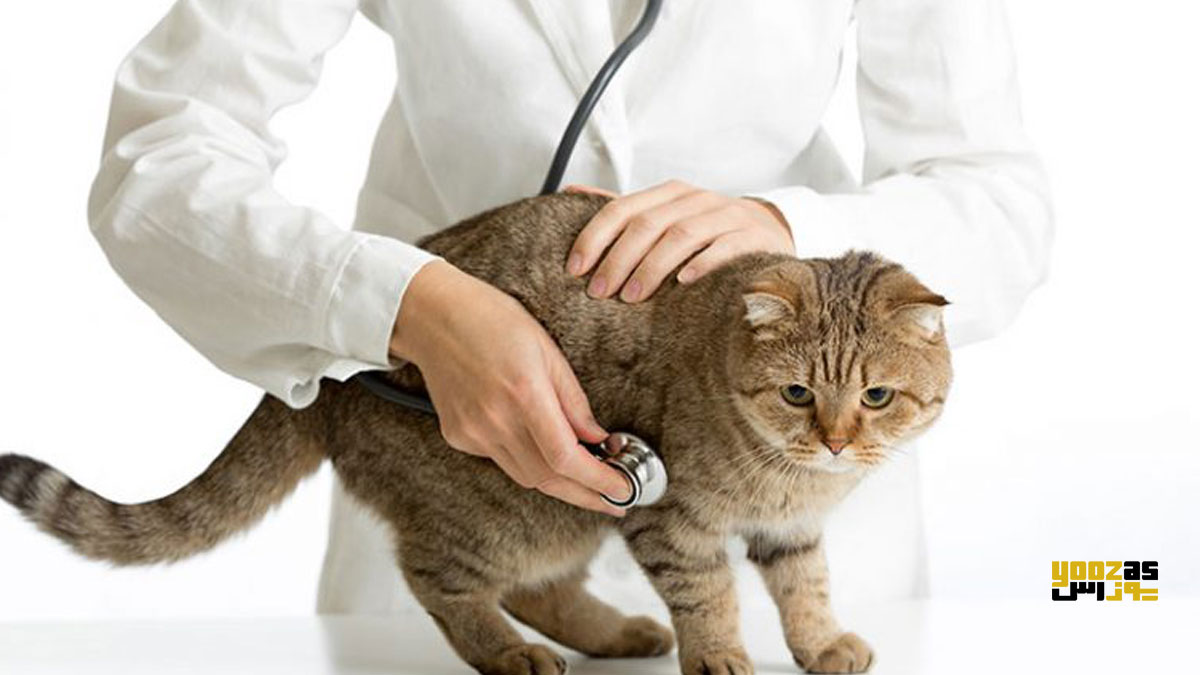یک دامپزشک در حال معاینه ی گربه برای تشخیص علت آلرژی پوستی 