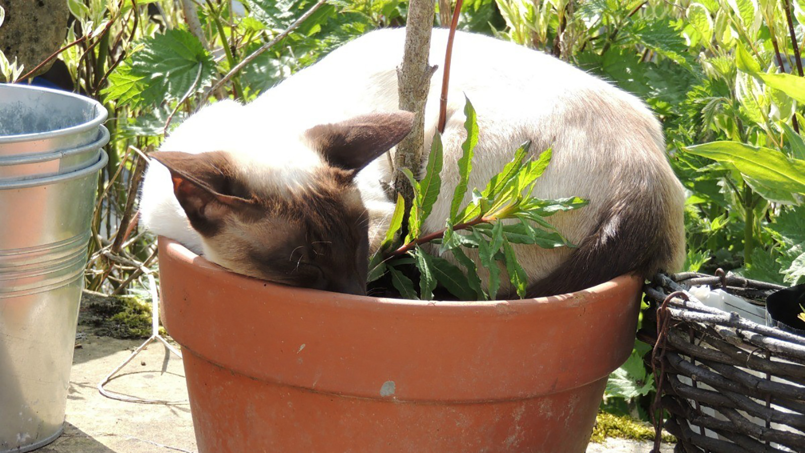 ادرار کردن گربه در گلدان