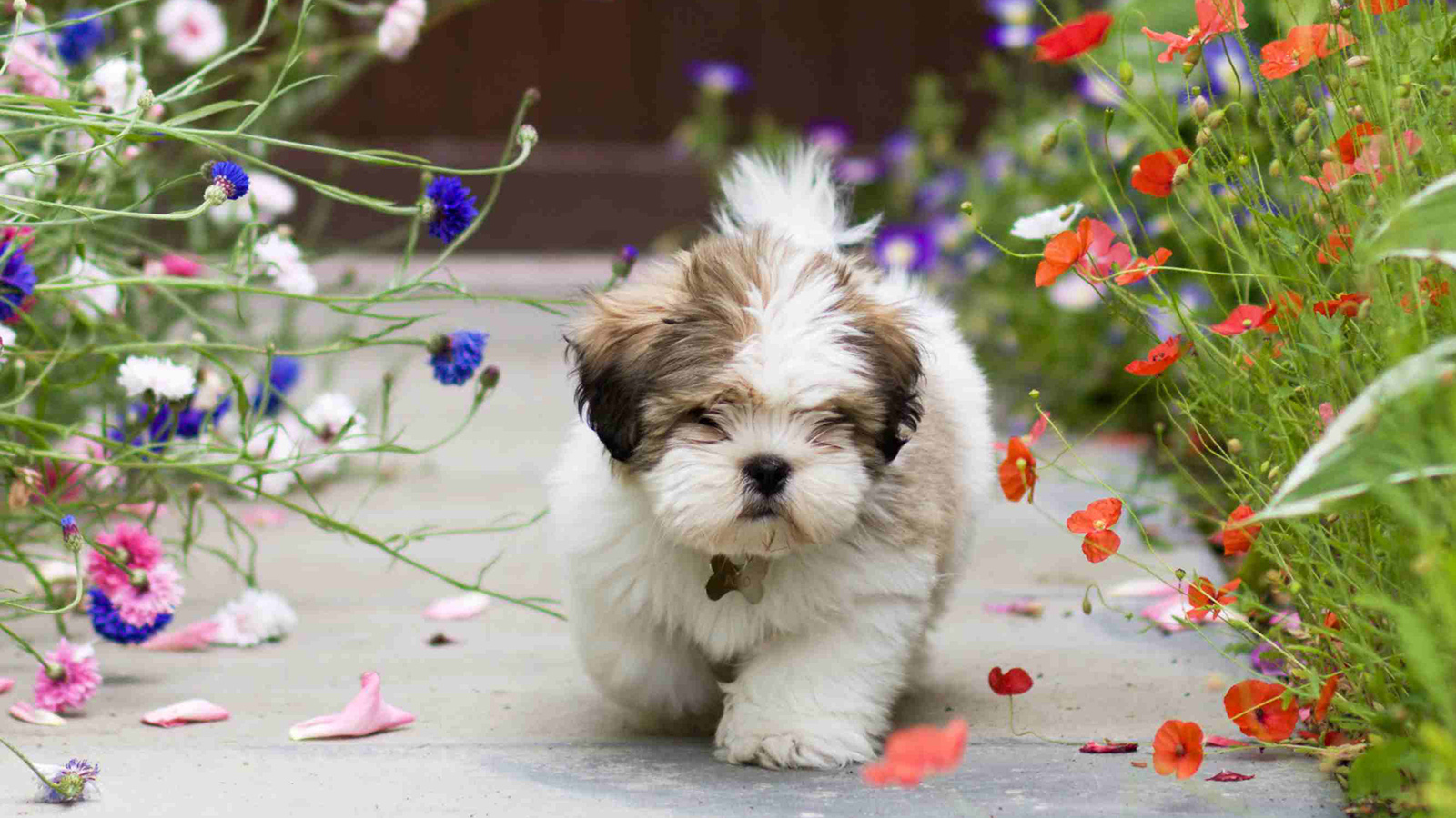 سگ نژاد شیتزو در مسیر پیاده روی پر گل
