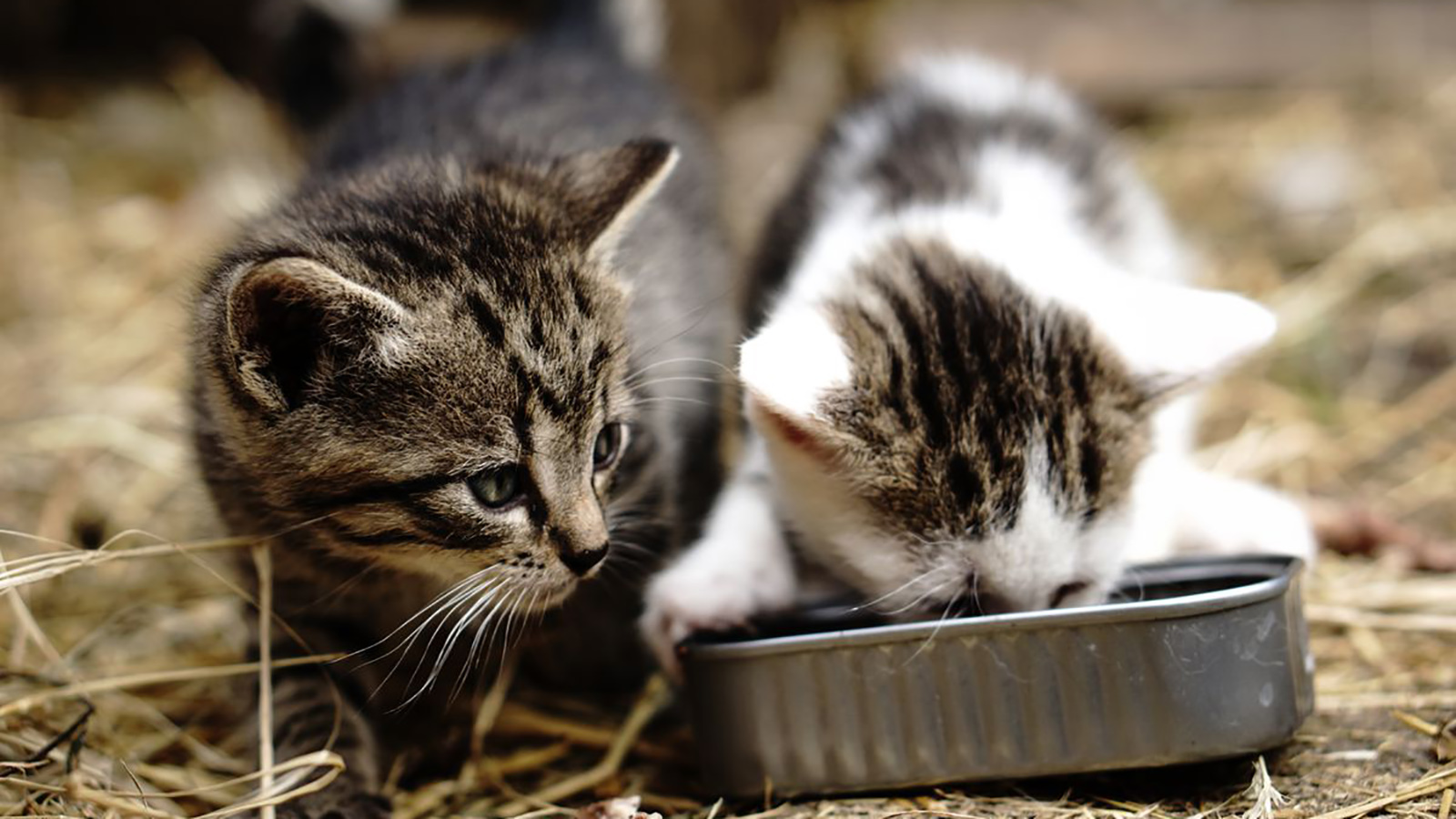 رقابت دو گربه برای خوردن غذا