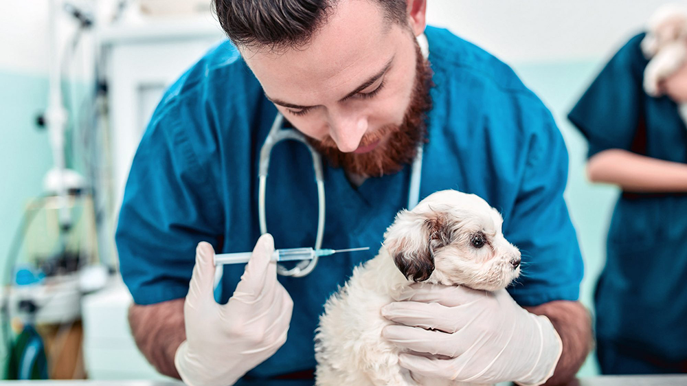 واکسن زدن توله سگ