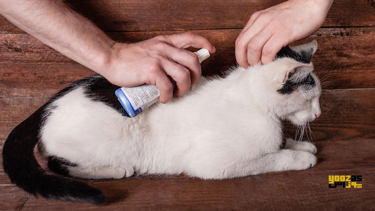 یک نفر با اسپری در حال تمیز کردن گربه برای پیشگیری از ابتلا به کک