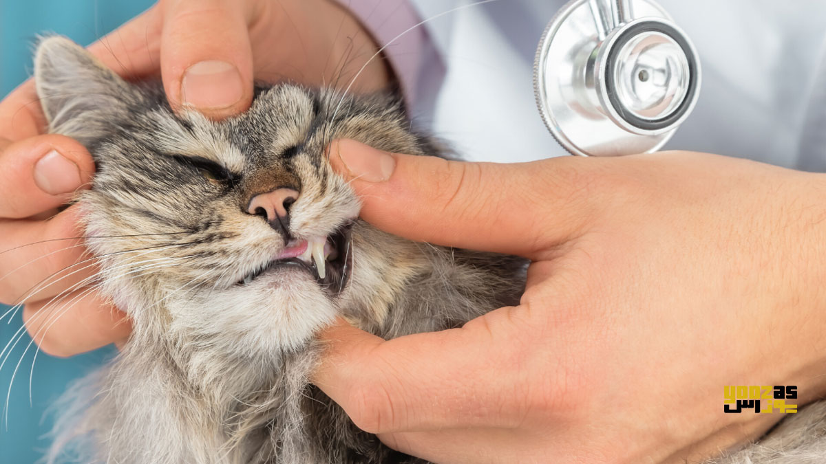 بیماری دندانی گربه به دلیل خوردن غذای خشک