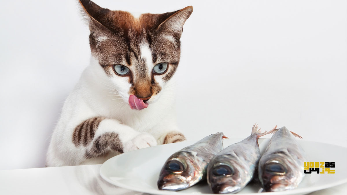 گربه در حال خوردن غذای حاوی اسید آراشیدونیک 