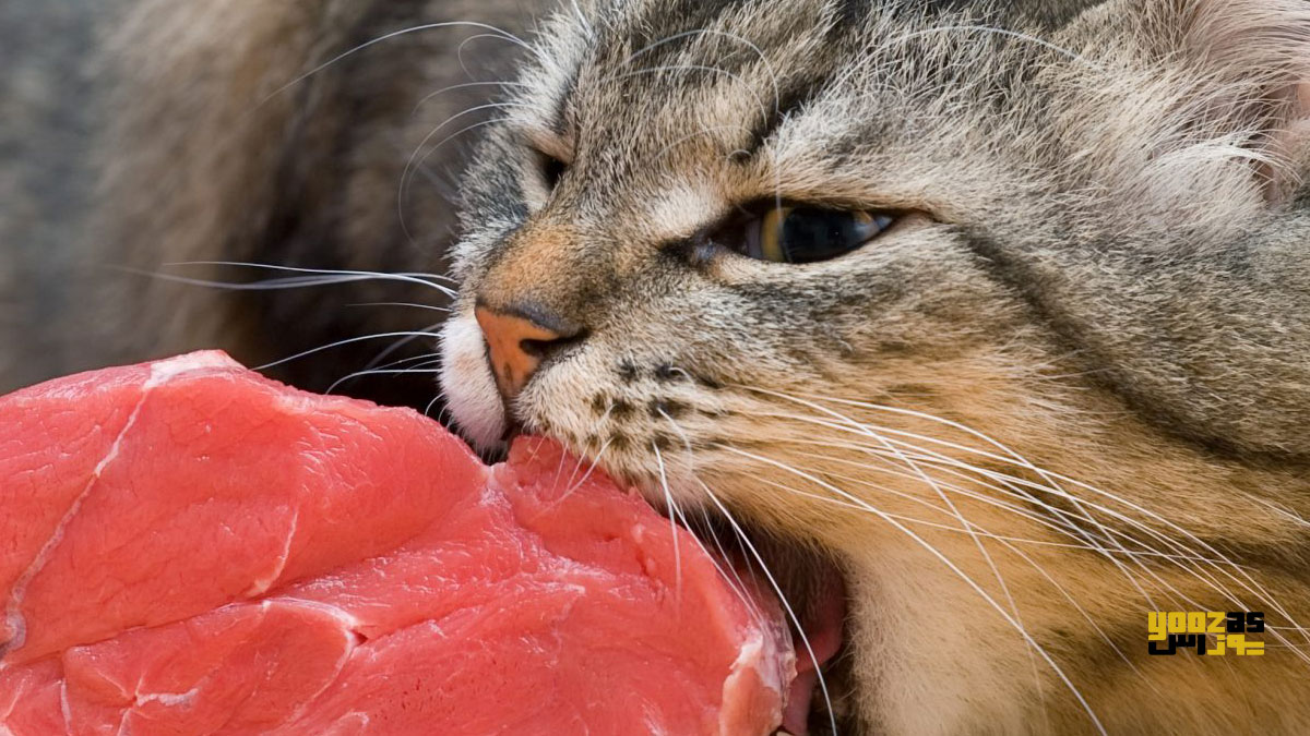 گربه در حال خوردن غذای حاوی نیاسین