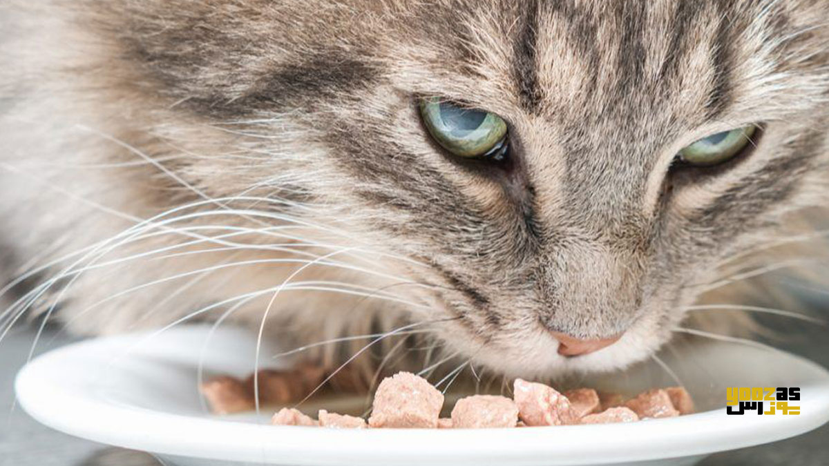 گربه در حال خوردن غذای حاوی ویتامین A