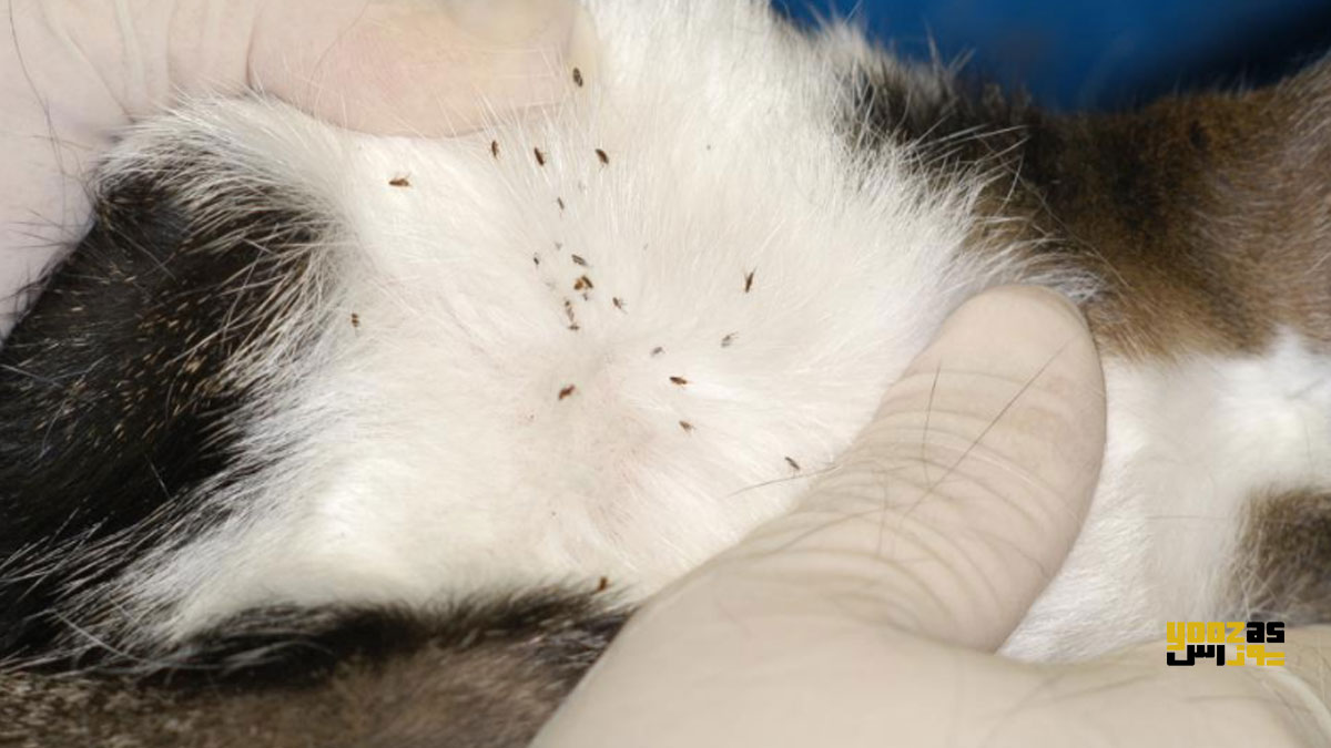یک گربه با آلرژی به کک در پوست