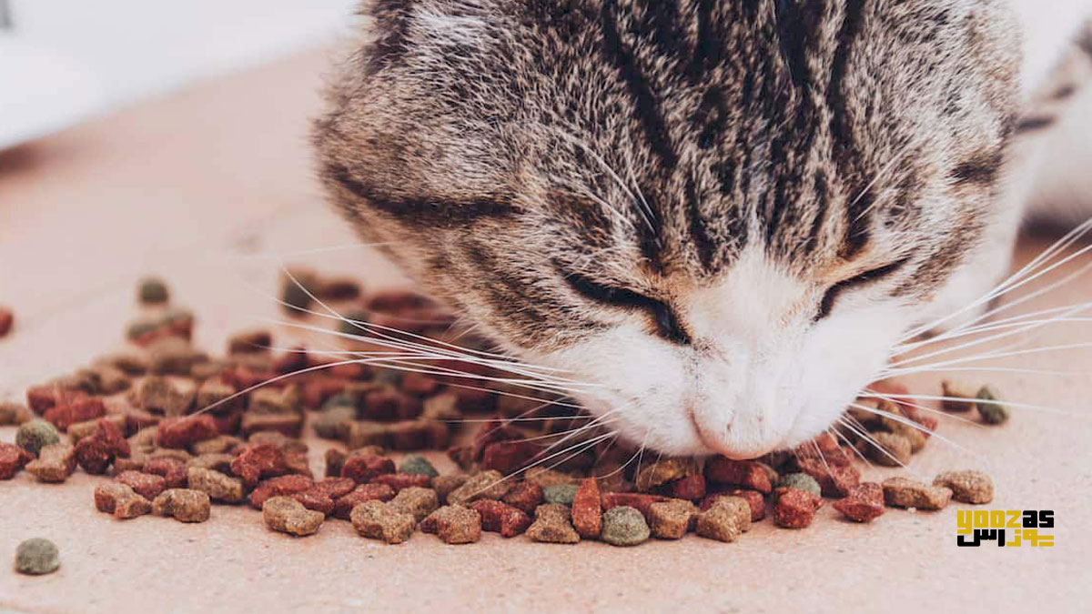 یک گربه در حال خوردن مواد غذایی حساسیت زا