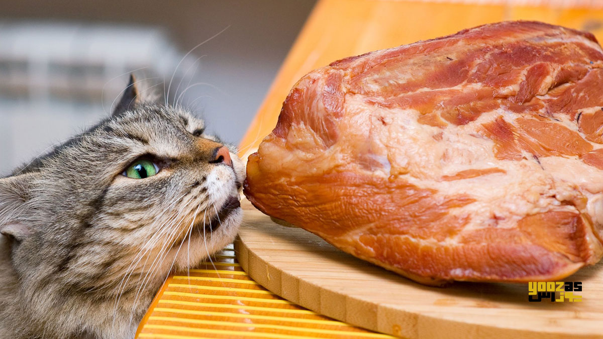 گربه در حال خوردن غذای حاوی پروتئین