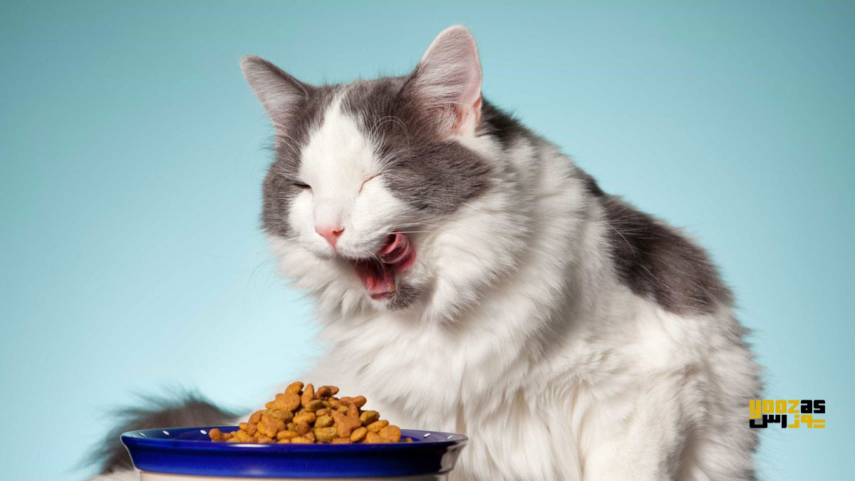 گربه در حال خوردن غذای خوش طعم
