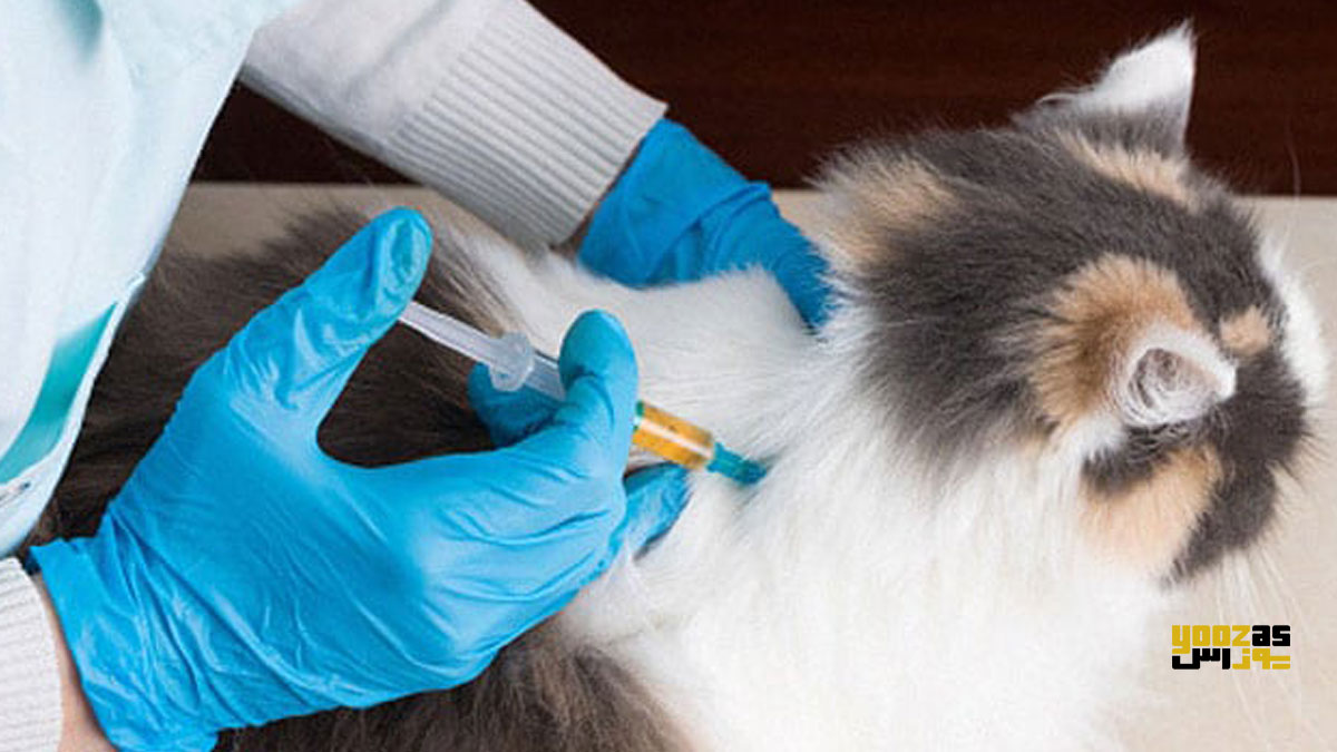 دامپزشک در حال تزریق واکسن به گربه