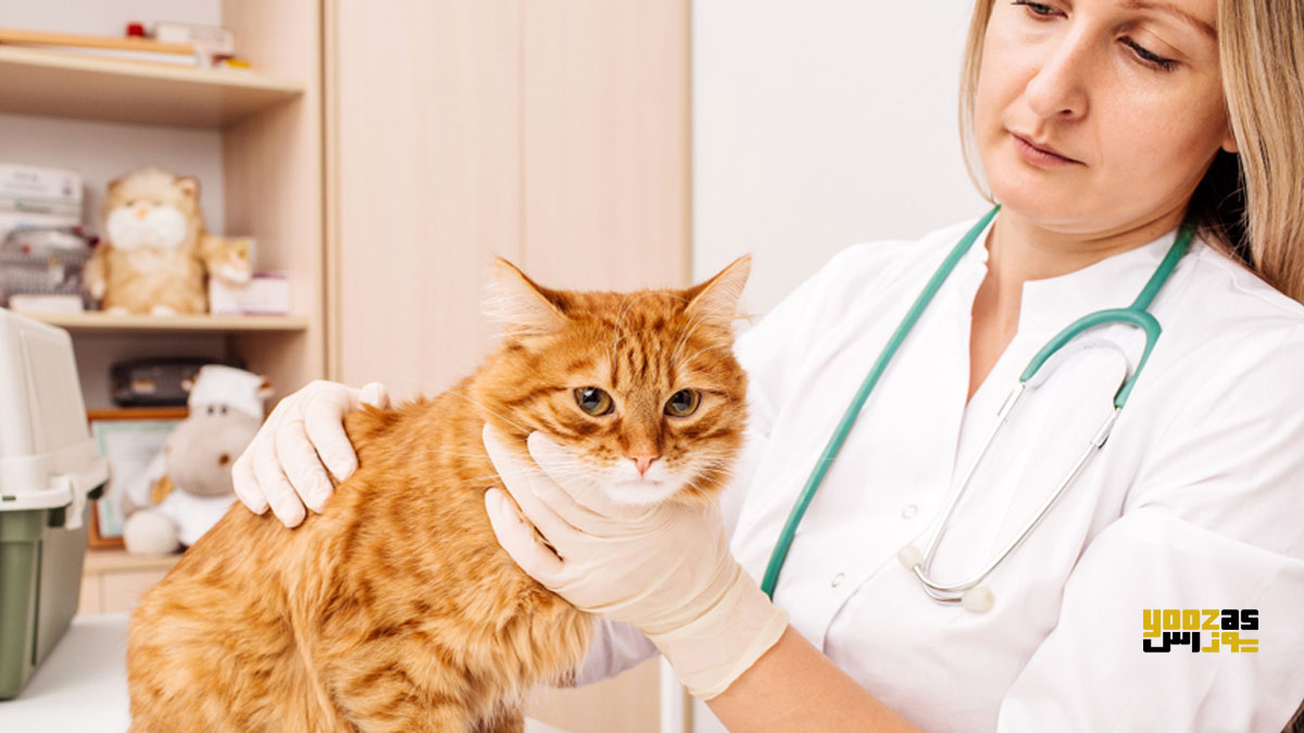 دامپزشک در حال معاینه گربه برای درمان درماتیت آلرژی پوستی در گربه