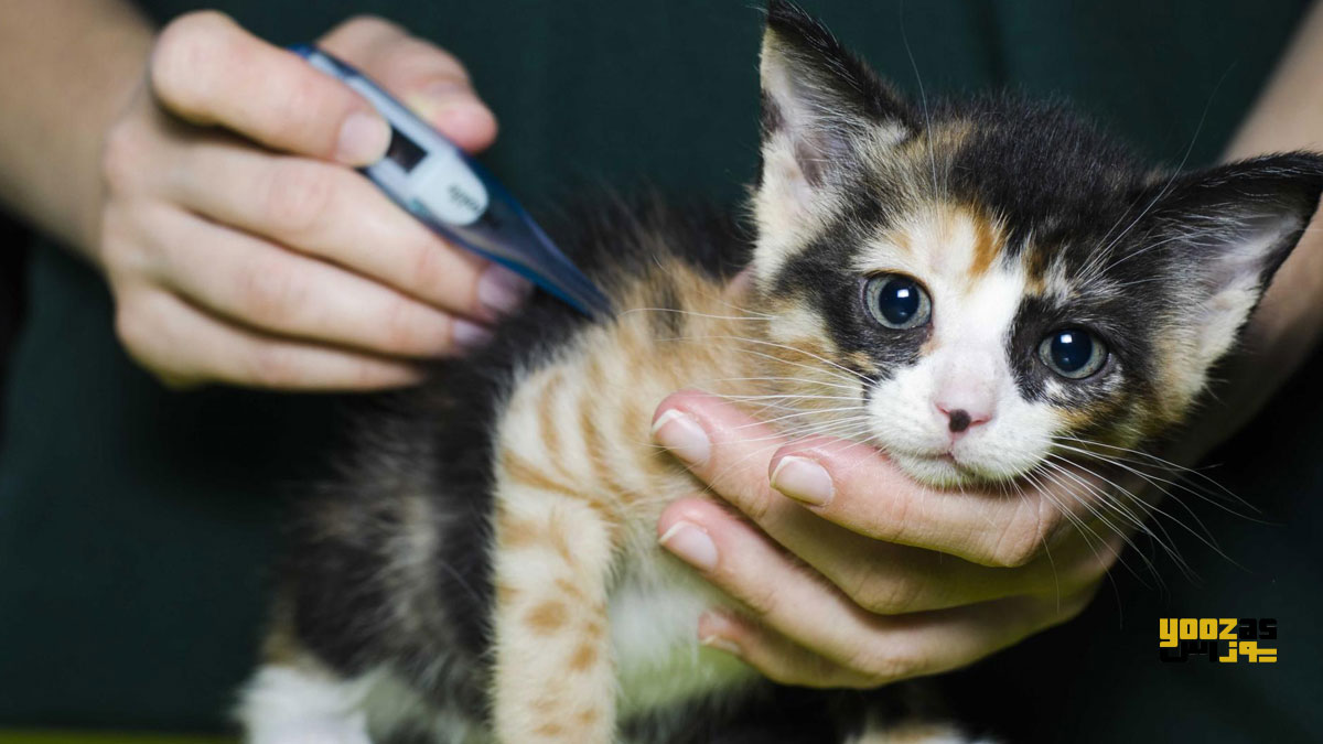 یک نفر در حال اندازه گیری تب بالای گربه مبتلا به بیماری سیتااکسونوز 