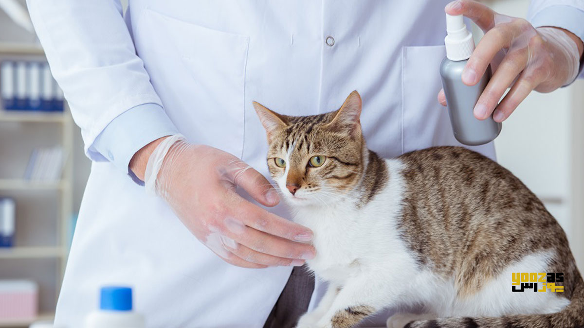 یک نفر در حال بررسی نشانه های آلرژی به کک در گربه 