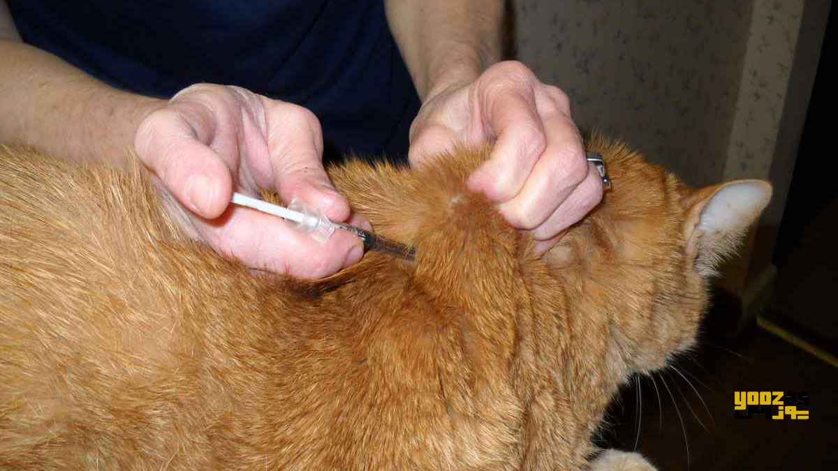 یک نفر در حال تزریق دگزامتازون به گربه برای سقط جنین