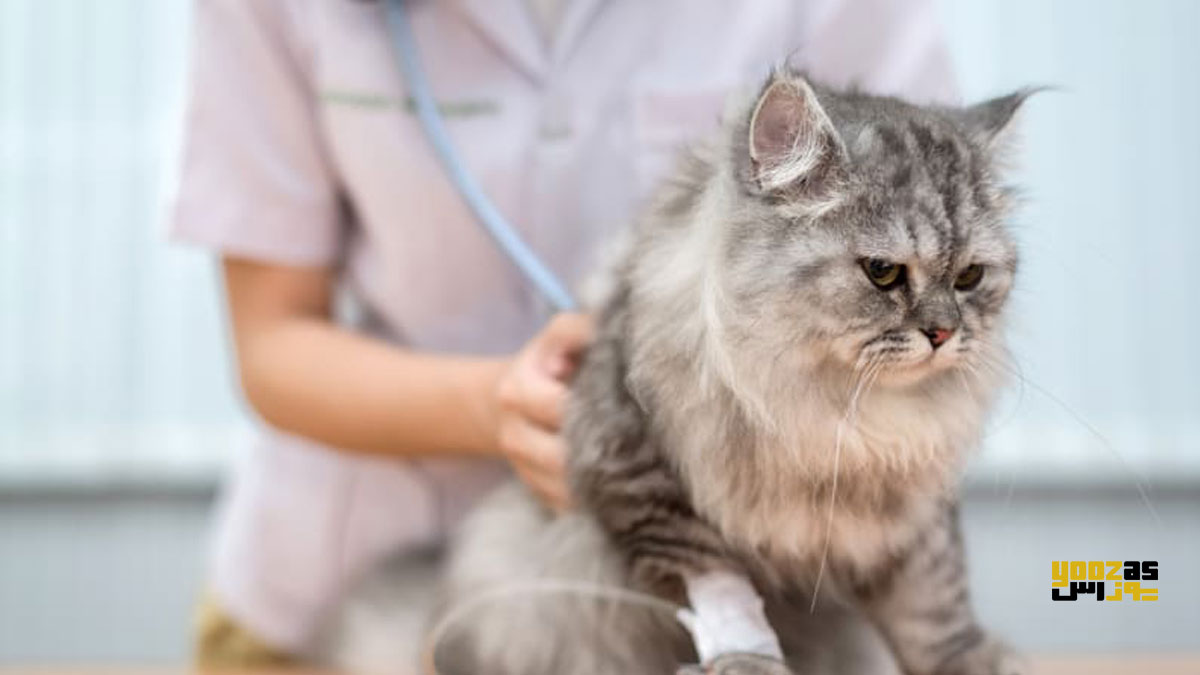  دامپزشک در حال معاینه ی گربه برای تشخیص بیماری لایم