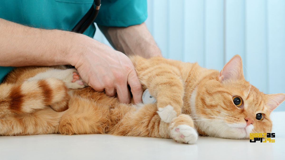 دامپزشک در حال معاینه ی گربه برای تشخیص بیماری سیتااکسونوز 