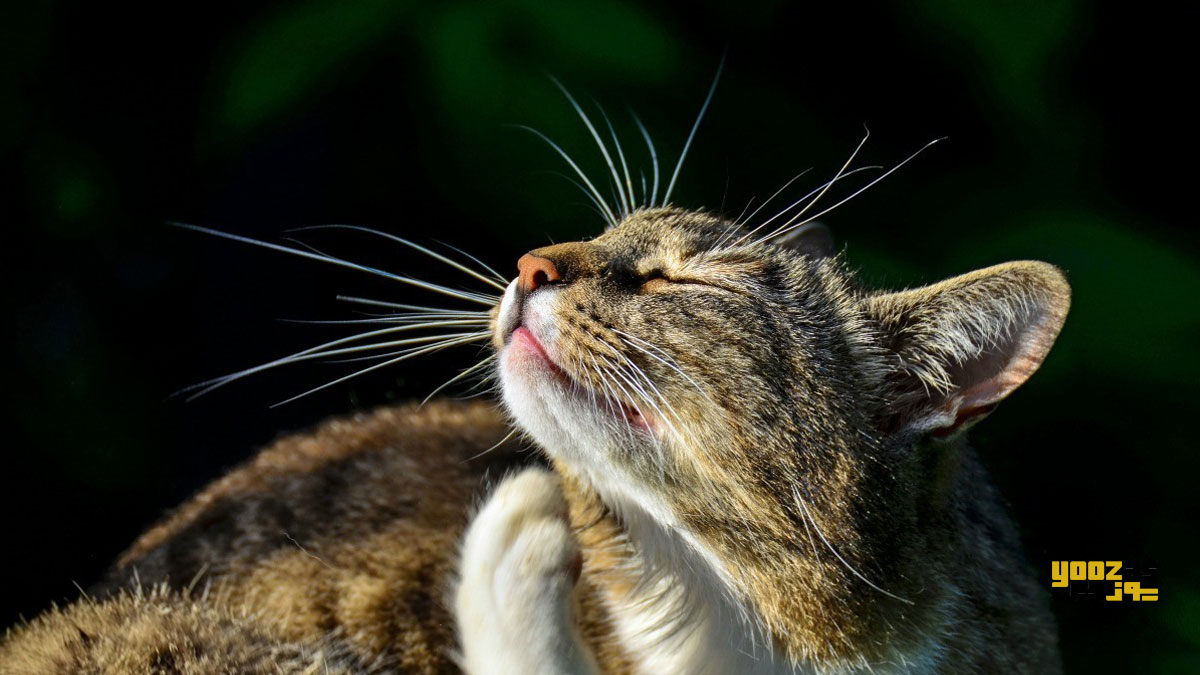 یک گربه که به خاطر گرده های موجود در هوا دچار آلرژی و خارش شده ه اشست