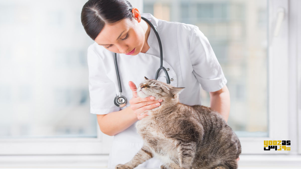 دامپزشک در حال کمک به زایمان گربه باردار