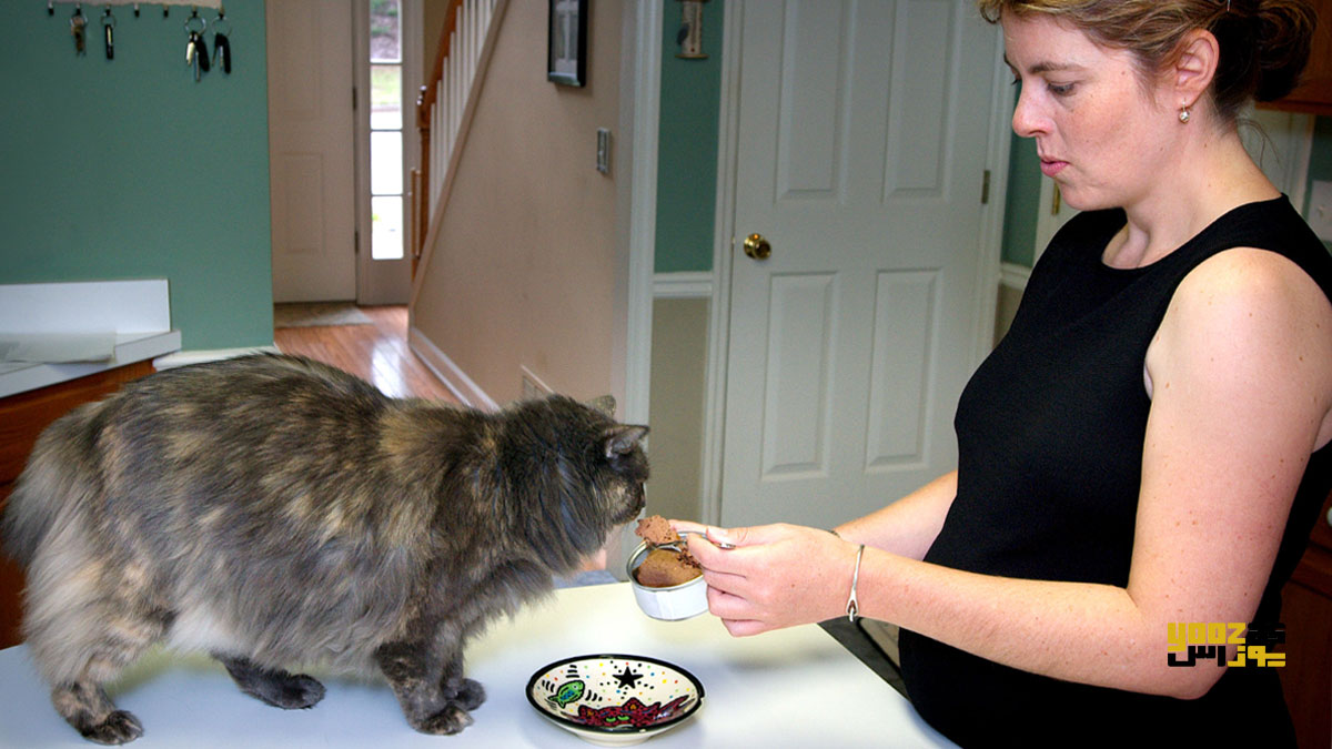 یک خانم در حال غذا دادن به یک گربه ی باردار
