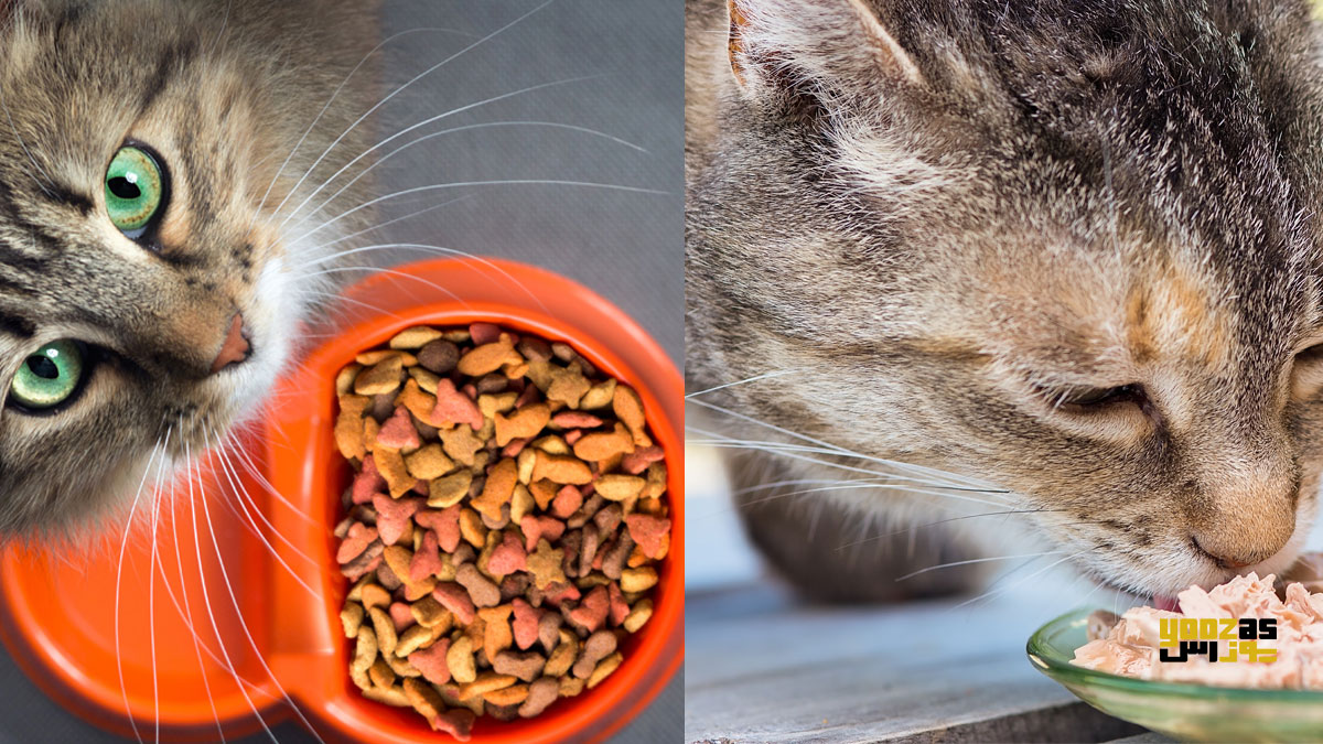 گربه در حال تغذیه با غذای خشک و غذای مرطوب