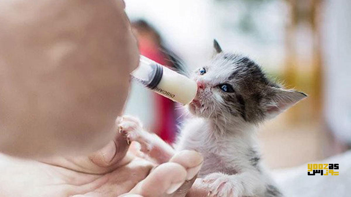 یک نفر در حال شیر دادن به بچه گربه
