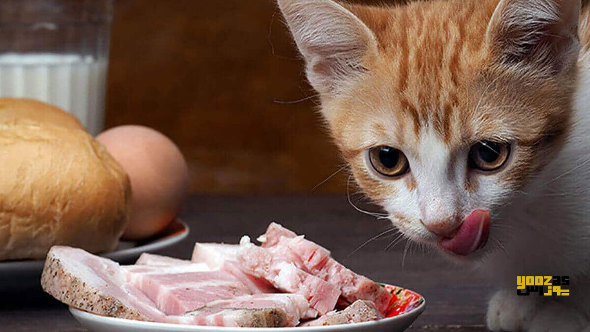 بچه گربه در حال خوردن وعده ی غذایی