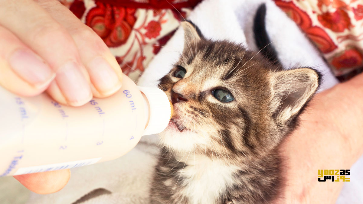 یک نفر در حال تغذیه ی بچه گربه با شیشه شیر پر