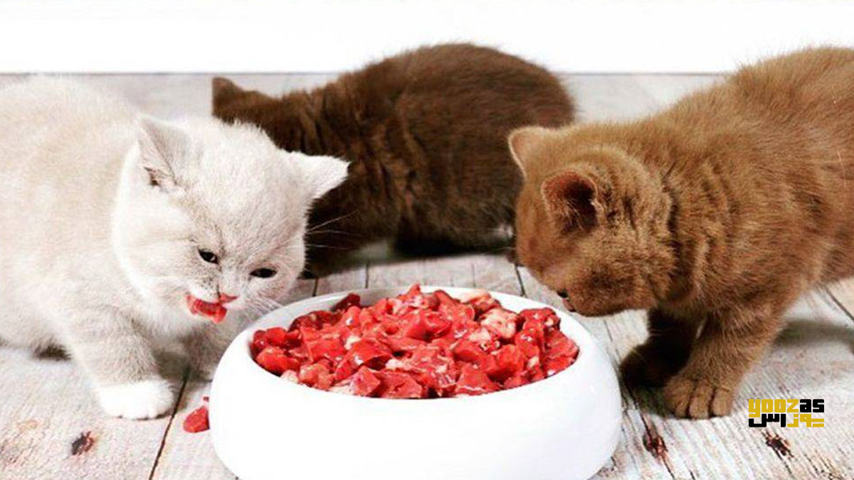 بچه گربه ها در حال خوردن غذای جامد