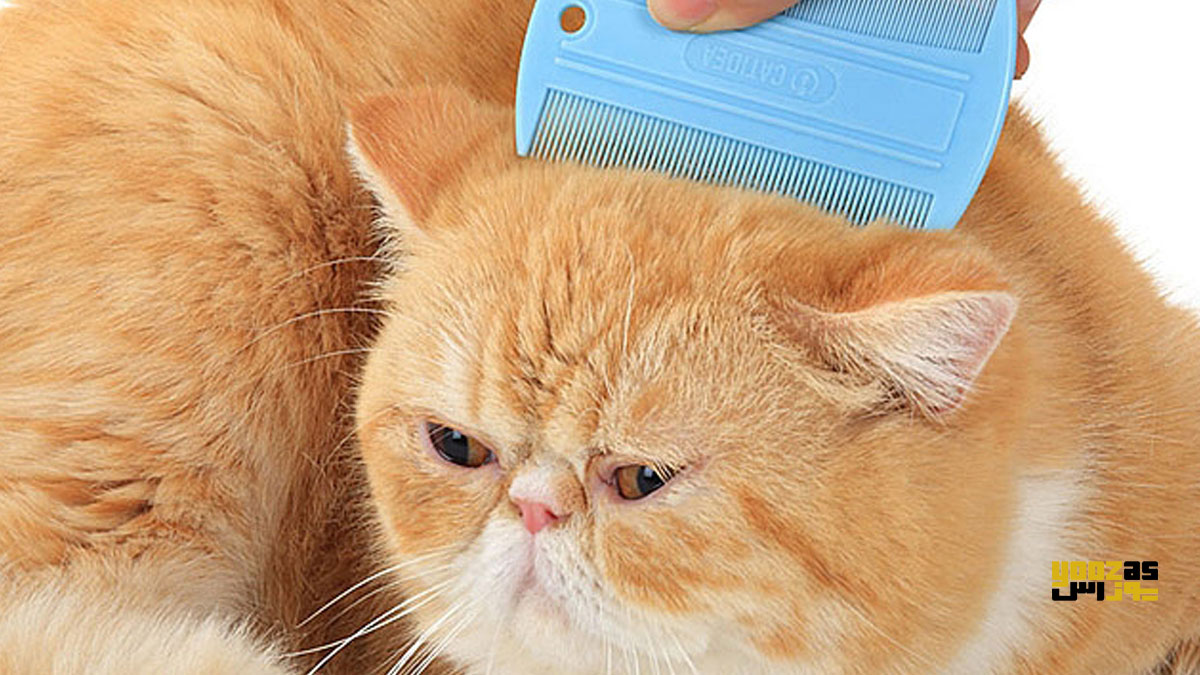 یک نفر در حال استفاده از شانه ی کک برای بچه گربه