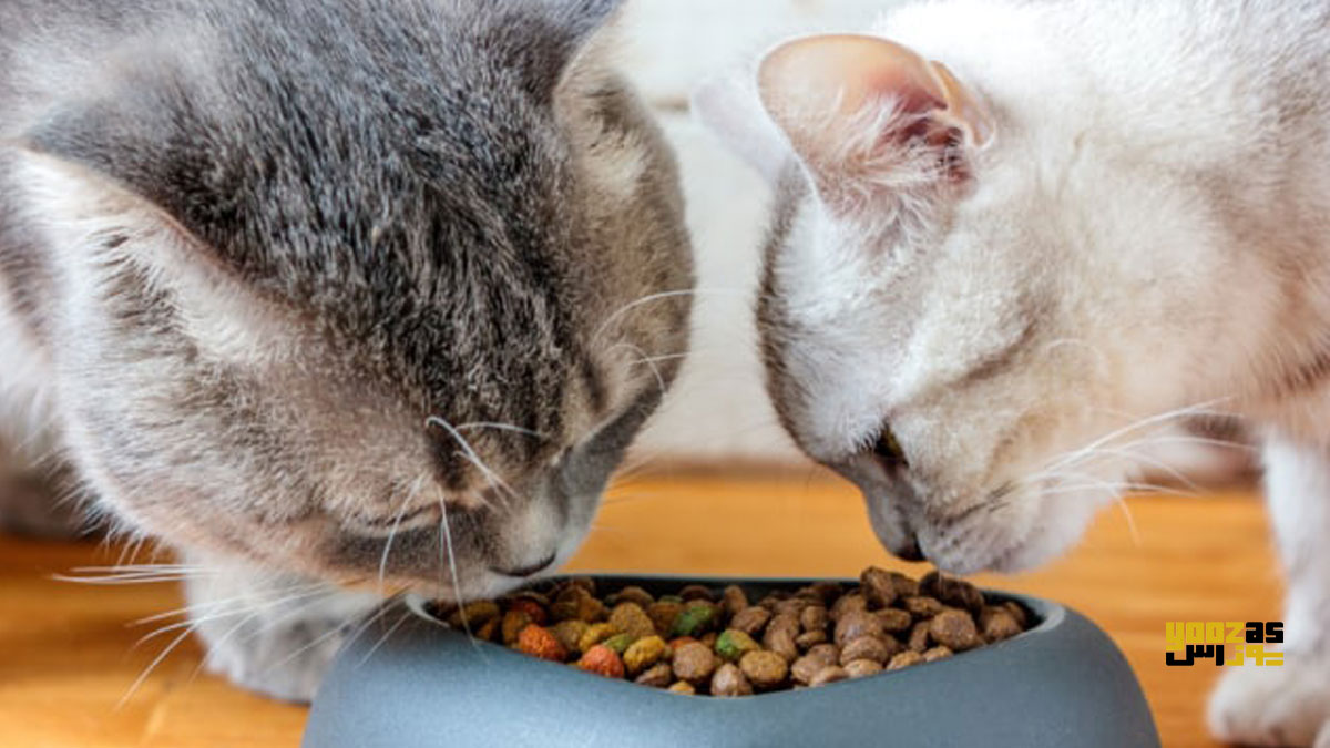 بچه گربه ها در حال خوردن غذایی که در کاسه برایشان قرار داده شده است