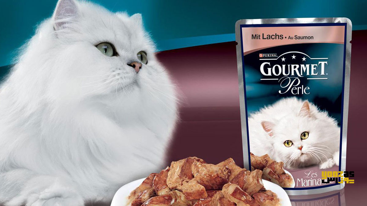 گربه و غذای گربه با کیفیت بالا