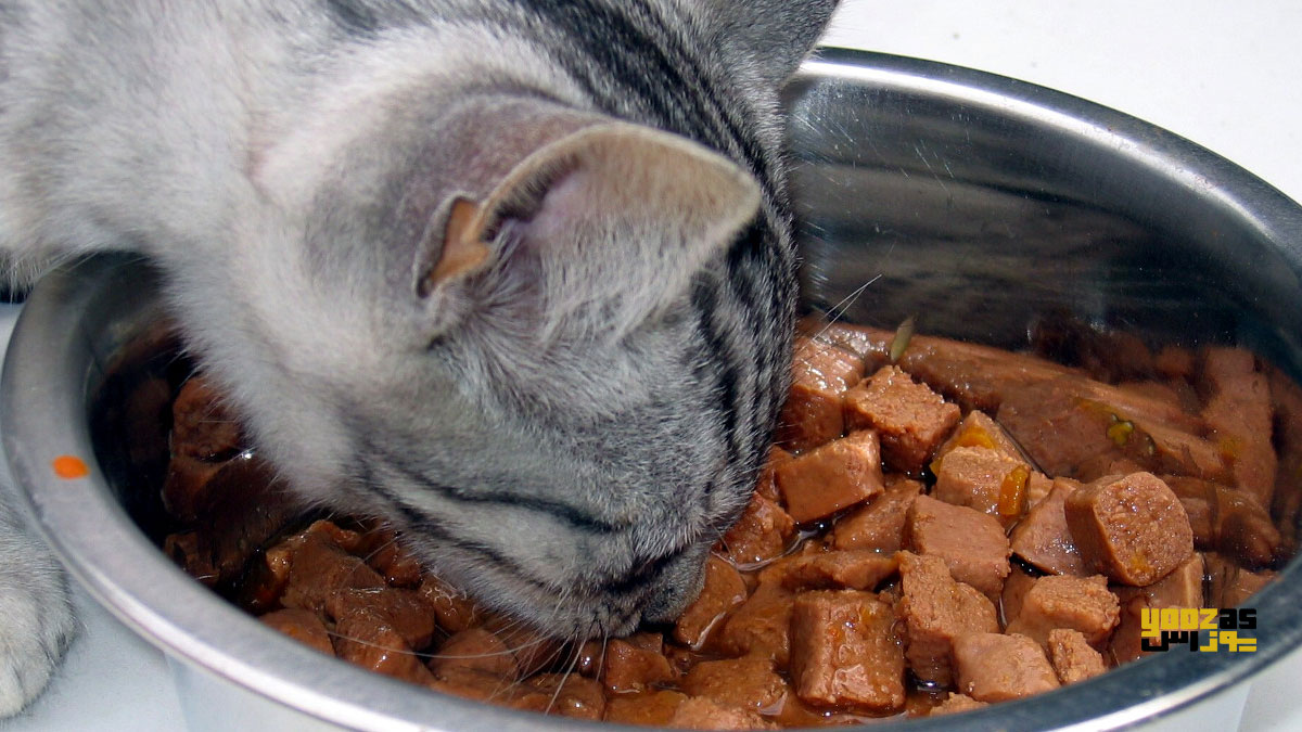 یک گربه در حال خوردن غذای مرطوب 