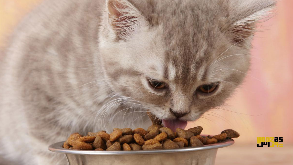 بچه گربه در حال خوردن غذای مقوی