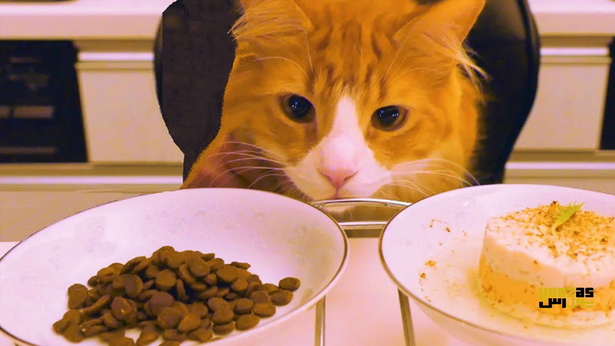 بچه گربه از خوردن غذاهای آماده شده روی میز امتناع می کند