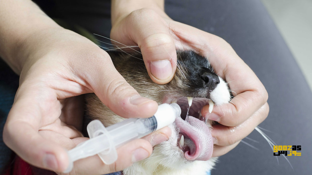 یک نفر با سرنگ در حال دادن دارو به گربه برای درمان بیماری  سیتااکسونوز