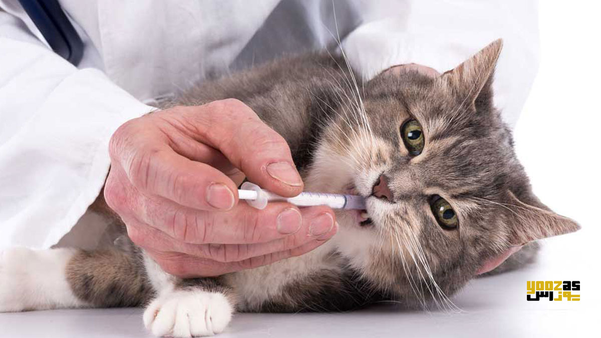 یک با سرنگ در حال دادن آنتی بیوتیک به گربه برای درمان بیماری لایم