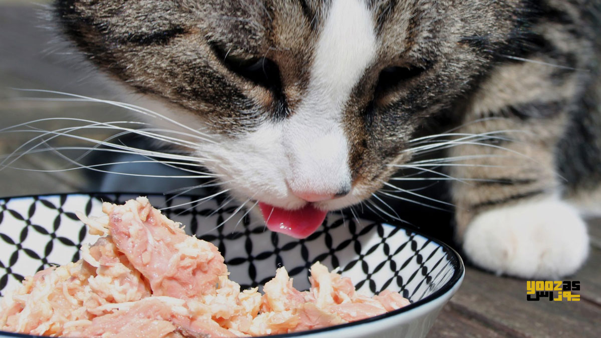 گربه سالمند در حال خوردن غذا