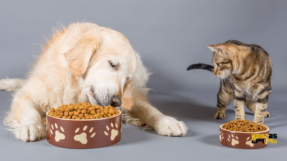 سگ و گربه در حال خوردن غذای سگ