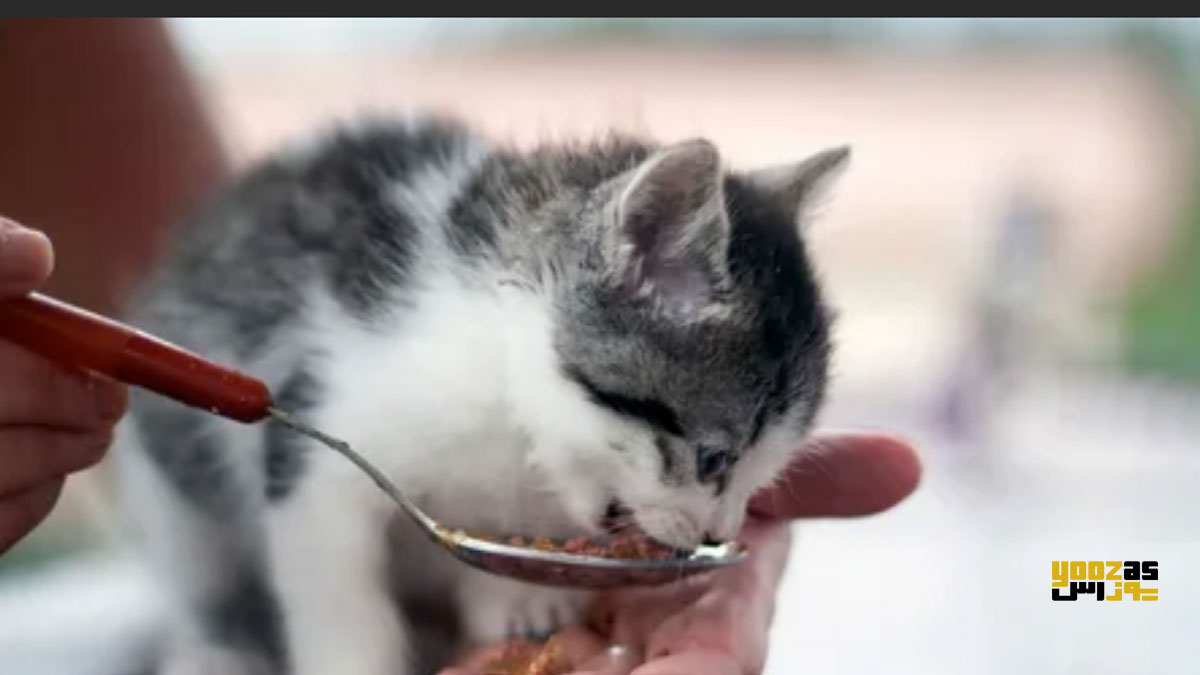 یک نفر در حال دادن غذا به گربه