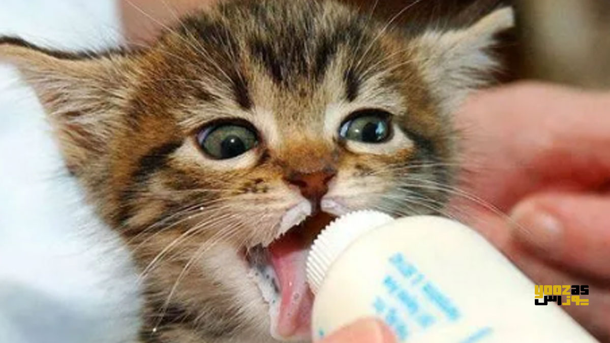 بچه گربه در حال گاز گرفتن شیشه شیر