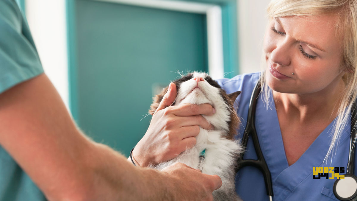 دو نفر دامپزشک در حال تزریق آنتی بیوتیک به گربه
