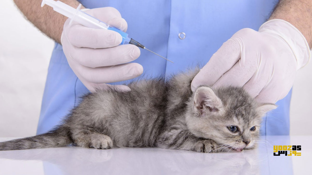 یک نفر در حال انجام تزریقات وریدی به گربه برای درمان سیتااکسونوز 