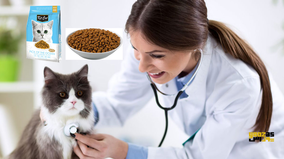 دامپزشک در حال معاینه ی گربه، غذای خشک و غذای مرطوب گربه