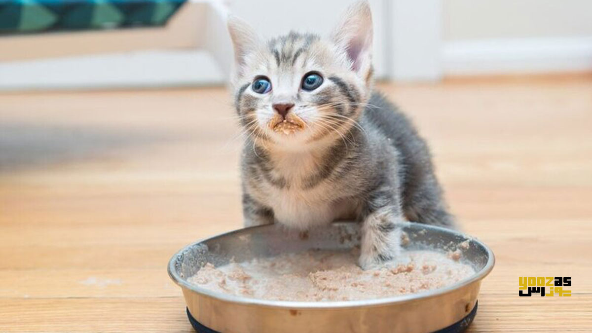 بچه گربه در حال خوردن غذای مرطوب