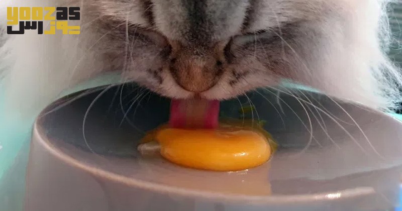تخم مرغ خام برای گربه مفید است