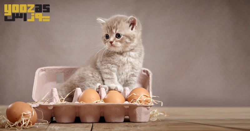 آیا بچه گربه میتواند تخم مرغ بخورد