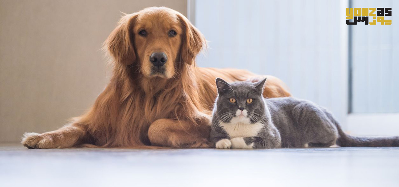 درمان آلرژی حیوانات خانگی