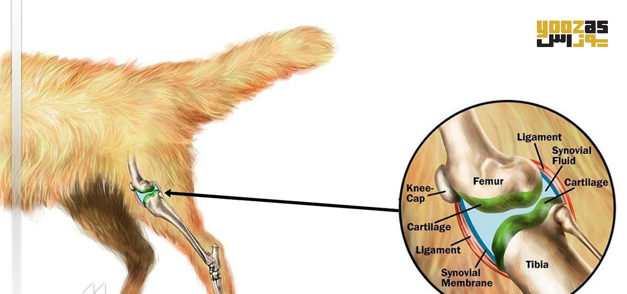نقش تغذیه در سلامت مفصل های سگ