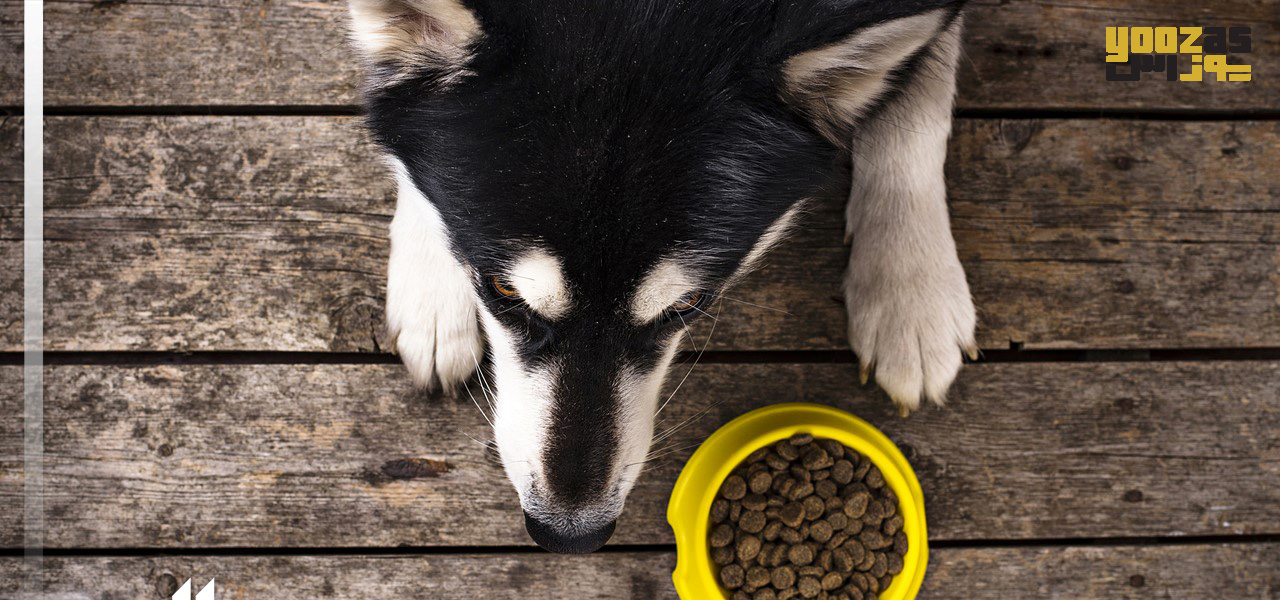 مهمترین عوامل در انتخاب غذای سگ